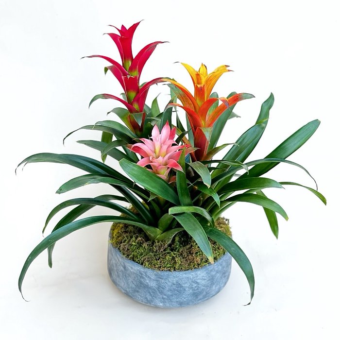 Bromeliad Planter