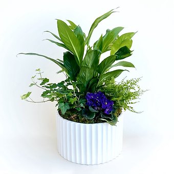 Premium Dish Garden