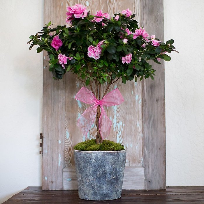 Pretty in Pink Azalea Topiary