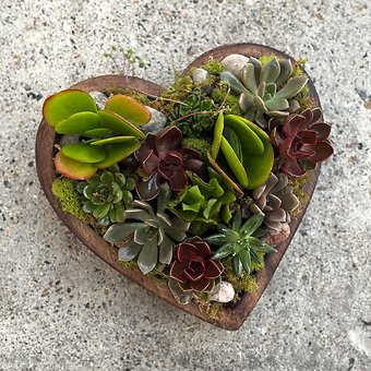 Lasting Love Succulent Dishgarden