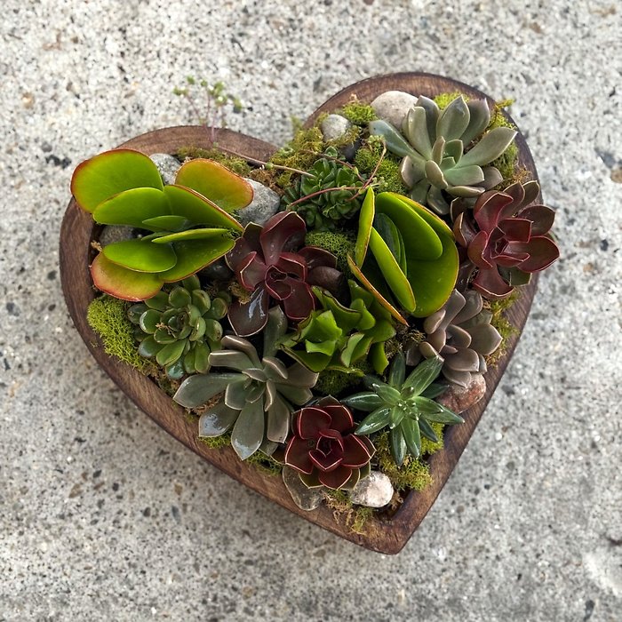 Lasting Love Succulent Dishgarden
