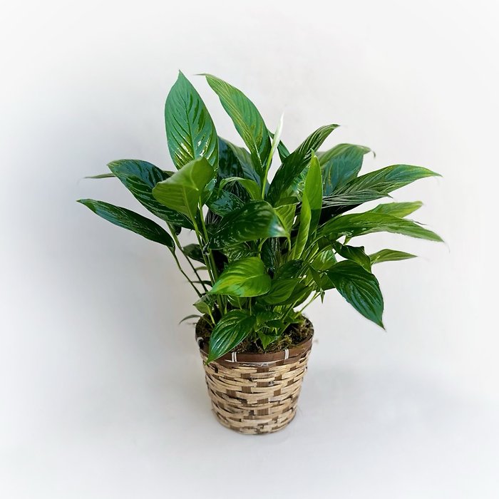 Green Plant