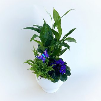 Dishgarden for Mom