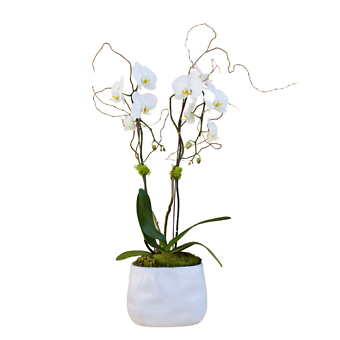 Opulent Orchid